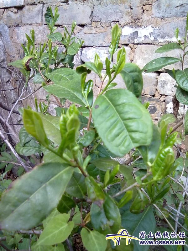 20110420019.jpg